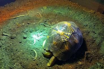 Landschildkröten kaufen und verkaufen Foto: 0.25 Astrochelys radiata 