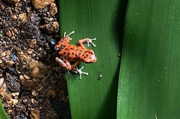 Pfeilgiftfrösche kaufen und verkaufen Foto: Oophaga Pumilio bastimentos 1.1