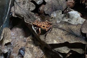 Poison dart frogs kaufen und verkaufen Photo: Oophaga Pumilio bastimentos 0.0.1