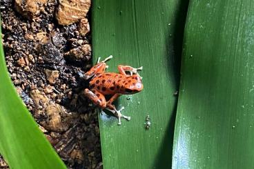 Pfeilgiftfrösche kaufen und verkaufen Foto: Oophaga Pumilio bastimentos 1.0.1