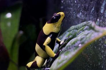 Poison dart frogs kaufen und verkaufen Photo: Suche Oophaga Lehmanni yellow  0.1 oder 0.0.1 oder 0.0.2 