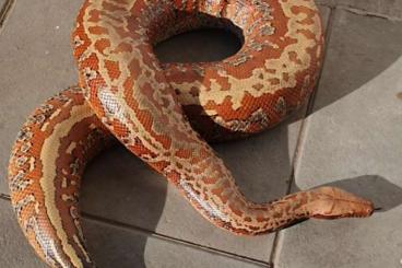 Pythons kaufen und verkaufen Foto: 1.0 Brongersmai Bloodpython Blutpython Karma Batik poss het T+/T-