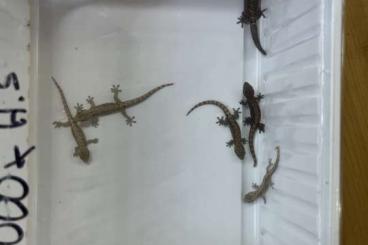 Lizards kaufen und verkaufen Photo: Jungferngeckos - Lepidodactylus lugubris 