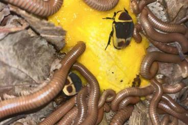 Insekten kaufen und verkaufen Foto: Für Weinstadt oder Versand günstig abzugeben 