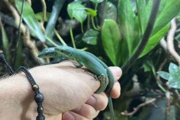 Lizards kaufen und verkaufen Photo: 1.1 Gastropholis prasina CB 08/24