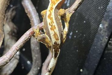 Geckos kaufen und verkaufen Foto: Correlophus ciliatus/Kronengeckos NZ 24 HAMM