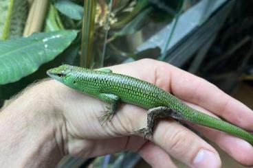 Skinks kaufen und verkaufen Photo: Lamprolepis smaragdina CB 24 Houten Skinks kaufen und verkaufen Photo: Lamprolepis smaragdina CB 24 Houten