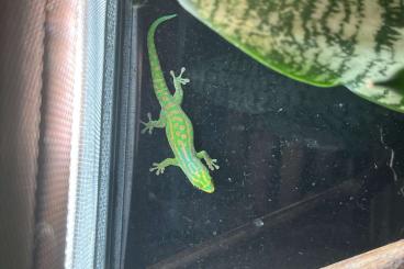 Geckos kaufen und verkaufen Foto: Phelsuma guimbeaui 1.2 Hamm Geckos kaufen und verkaufen Foto: Phelsuma guimbeaui 1.2 Hamm