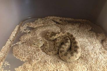 Venomous snakes kaufen und verkaufen Photo: Cerastes cerastes Zuchtgruppe