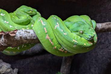 Echsen  kaufen und verkaufen Foto: Diverse Reptilien zum Verkauf