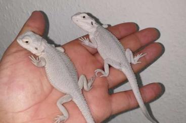 Bearded dragons kaufen und verkaufen Photo: Schnee weiße Hypo Zero Bartagamen Pogona Vitticeps 