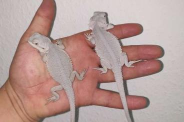 Bartagamen kaufen und verkaufen Foto: Schnee weiße Hypo Zero Bartagamen Pogona Vitticeps 