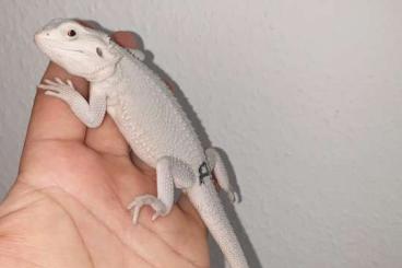 Bartagamen kaufen und verkaufen Foto: Schnee weiße Hypo Zero Bartagamen Pogona Vitticeps 