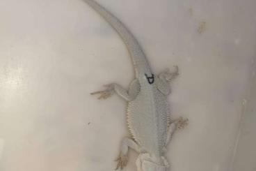 Bartagamen kaufen und verkaufen Foto: Schnee weiße Hypo Zero Bartagame Pogona Vitticeps 