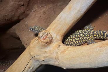 Monitor lizards kaufen und verkaufen Photo: 0.1 Adultes Red Ackie Weibchen Varanus Acanthurus 