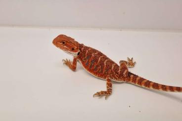 Bartagamen kaufen und verkaufen Foto: Red Monster Bartagamen Pogona Vitticeps 