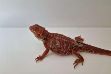 Bearded dragons kaufen und verkaufen Photo: Subadulte Red Monster Bartagamen Pogona Vitticeps Abzugeben 