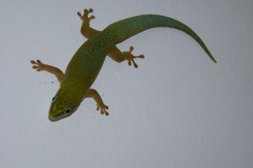 Geckos kaufen und verkaufen Photo: Palmentaggecko Phelsuma dubia
