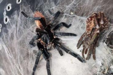 - bird spiders kaufen und verkaufen Photo: 3.0 Harpactira chrysogaster MM