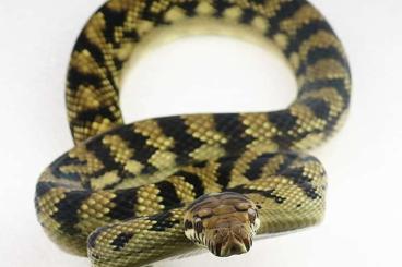 Snakes kaufen und verkaufen Photo: 1.0 sorong barneck scrubpython