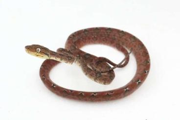 Snakes kaufen und verkaufen Photo: 0.08 corallus hortulanus 650€