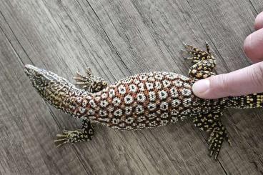 Warane kaufen und verkaufen Foto: Varanus acanthurus 1.0 red ackie 