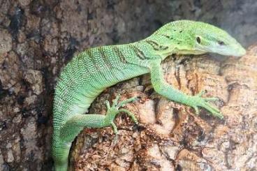 Warane kaufen und verkaufen Foto: Varanus Prasinus 0.1 CB23 handel mot Beccari