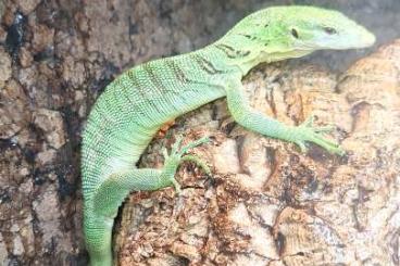 Lizards kaufen und verkaufen Photo: Varanus Prasinus CB 0.1 Female