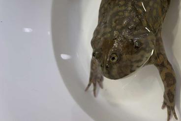 frogs kaufen und verkaufen Photo: I am looking for female adult Lepidobatrachus laevis