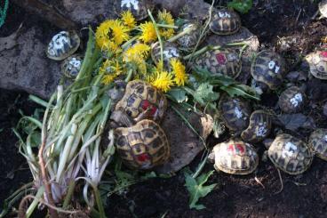 Tortoises kaufen und verkaufen Photo: Griechische Landschildkröten - Testudo hermanni boettgeri  NZ 2021