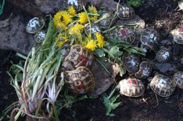 Turtles and Tortoises kaufen und verkaufen Photo: Testudo hermanni boettgeri Griechische Landschildkröte 