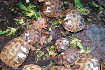 Tortoises kaufen und verkaufen Photo: Griechische Landschildkröten; Testudo h. boettgeri