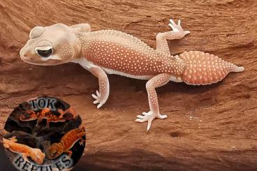 Geckos kaufen und verkaufen Foto: Nephrurus levis pilbarensis & Nephrurus Wheeleri Wheeleri 