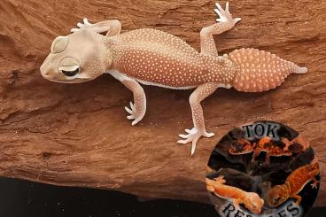Geckos kaufen und verkaufen Foto: Nephrurus levis levis & Nephrurus Wheeleri Wheeleri