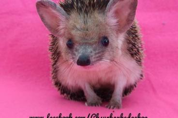 Exotic mammals kaufen und verkaufen Photo: Longeared Hedgehogs (LEH) 