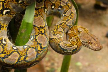 Pythons kaufen und verkaufen Photo: Retic mainland CB2024 morphs 