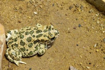 frogs kaufen und verkaufen Photo: Bufotes boulengeri / African green toad / Nordafrikanische Wechselkröt