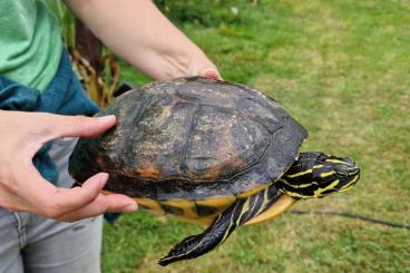 Sumpfschildkröten kaufen und verkaufen Foto: Pseudemys nelsoni - Big females