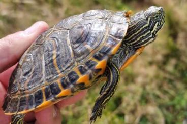 Sumpfschildkröten kaufen und verkaufen Foto: 0.0.2  Pseudemys concinna