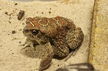 frogs kaufen und verkaufen Photo: Offering and looking for Berber Toad (Sclerophrys mauritanica)