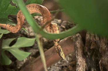 Boas kaufen und verkaufen Foto: CBB Corallus hortulanus…………