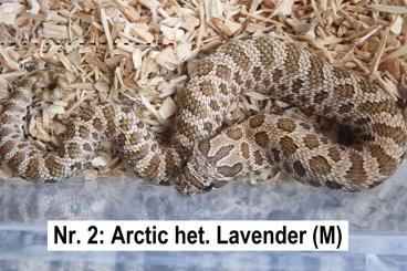 Snakes kaufen und verkaufen Photo: Hakennasennattern - Hognose (2024)