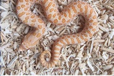 Snakes kaufen und verkaufen Photo: Hakennasennattern - Hognose (2024)