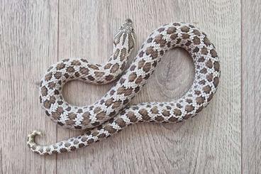 Snakes kaufen und verkaufen Photo: 0.1 Classic het. Albino, adultes Weibchen aus 2019