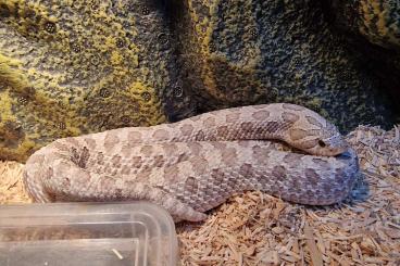 Snakes kaufen und verkaufen Photo: Adulte und Semi-adulte Hakennasennattern - Hognose