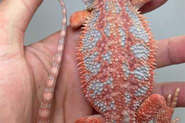 Bearded dragons kaufen und verkaufen Photo: High end bearded dragons, 100% red Monsters, extreme red blue Tiger 