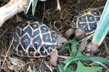 Tortoises kaufen und verkaufen Photo: Sternschildkröten NZ 2021 abzugeben   ( Geochelone elegans )