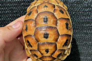 Schildkröten  kaufen und verkaufen Foto: Graeca Terrestris CB 2023 for Verona