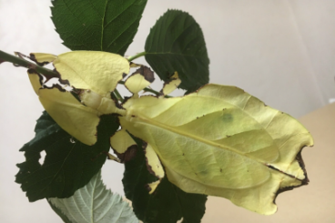 Insects kaufen und verkaufen Photo: Phyllium giganteum Gold wandelnde Blätter