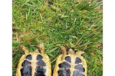 Landschildkröten kaufen und verkaufen Foto: 0,4,3 Testudo Hermanni Hermanni NZ Calabria